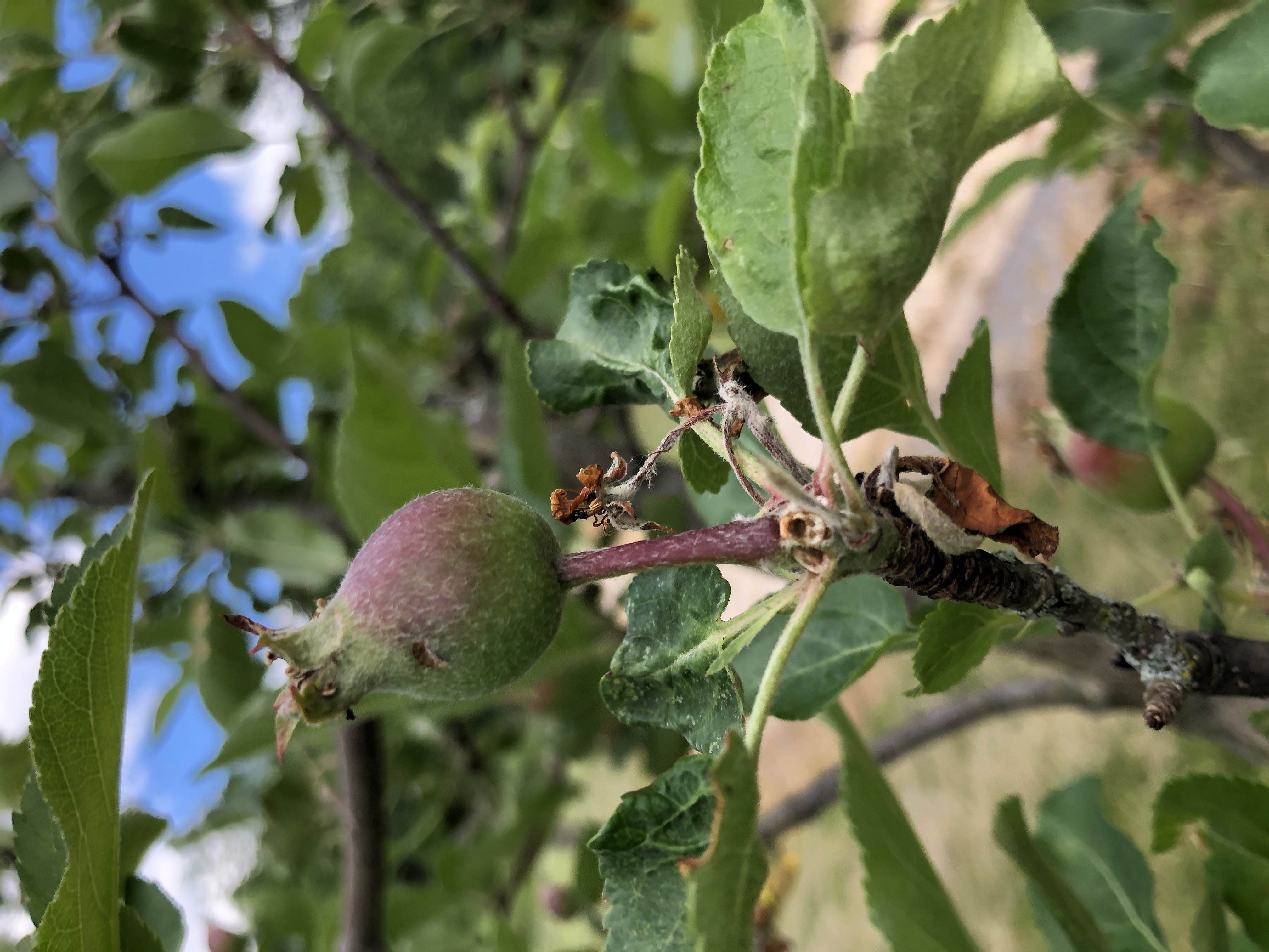 An apple growing